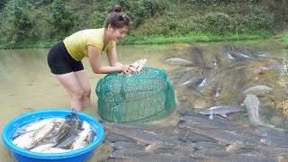 Harvesting Fish In The Field Goes To  Village Market Sell  Cooking Fish | My Bushcraft