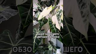 КАК РАЗМЕСТИТЬ 100 ЦВЕТОВ НА БАЛКОНЕ?🤪 #растения #балкон #лоджия #цветы #plants #обзор #квартира