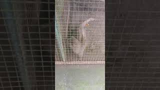 luwaks in cage at bali indonesia