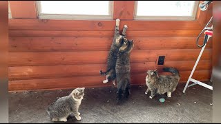 Kitties' First Time Chasing Laser Light by Red Barn Cavaliers 1,129 views 3 months ago 1 minute, 53 seconds