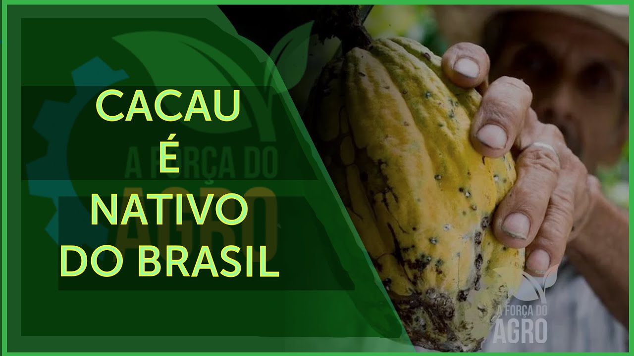 Cinco mil anos antes de Cristo já havia cacau na Amazônia