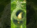 The Asian golden weaver bird ( Ploceus hypoxanthus ) Amazing weaving
