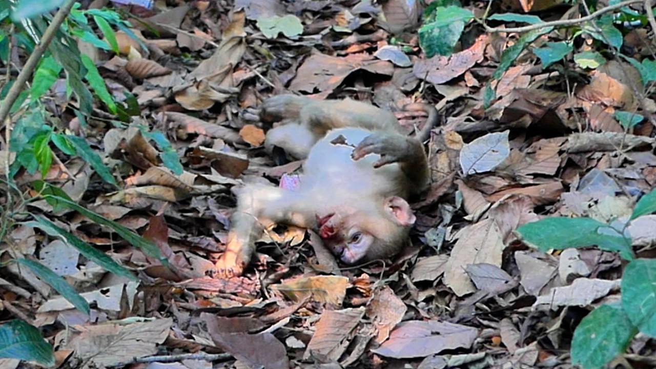 Wildlife Reality: How Young Monkeys Luno Learn to Climb and Survive Accidents!