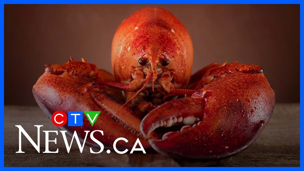 Do lobsters feel pain? Should boiling live lobsters be banned