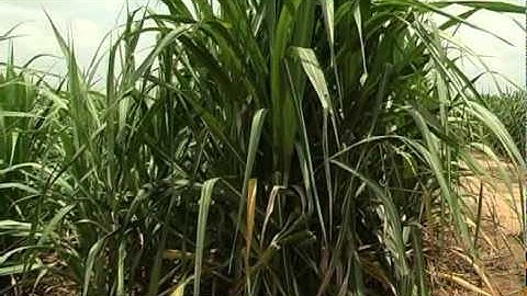 Netafim Bioenergy Solution