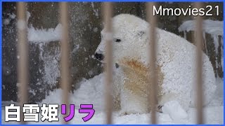 雪でまっしろに変身したホッキョクグマ リラ