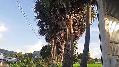 Cây Thốt Nốt Hình Trái Tim trong khoảng thời gian mùa dịch! #angiang #thotnottraitim