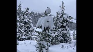 Thorofare WY Elk Hunt 2023