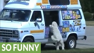 Excited dog visits ice cream truck