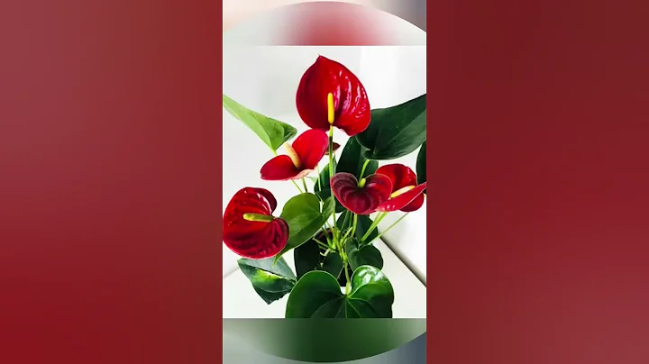 Best 5 indoor plants