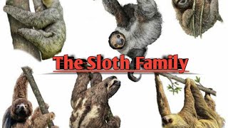 || Members of the Sloth Family || Animal Wikipedia ||