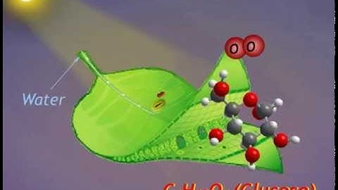 Photosynthesis (Animation) : Photochemical Reaction