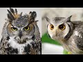 Owl birds a funny owls and cute owlss compilation 2021 003  funny pets life