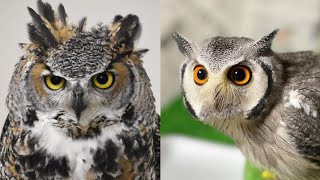 OWL BIRDS🦉- A Funny Owls And Cute Owls Videos Compilation (2021) #003 || Funny Pets Life