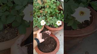 Phool Ke Paudhe Mein Kaun Si Khad Dalen Best Fertilizer For Flowering Plants