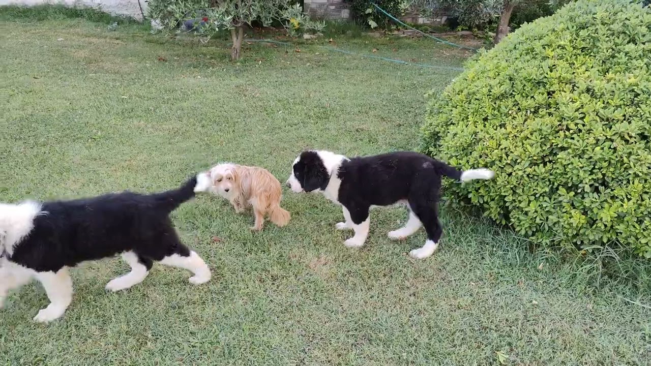 Ελληνικά ποιμενικα κουτάβια εκπαίδευση δυνατότητες μεγάλωμα ανάπτυξη