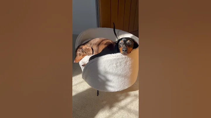 That tail 🥹❤️#dog #dogs #cutedog #dogshorts #fyp #dachshund #doxie #teckel #puppy #cute #doglover