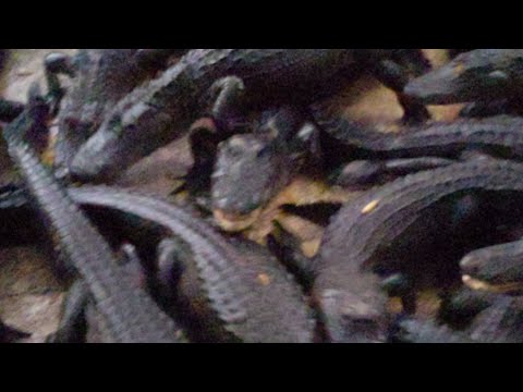 alligators miami Gator Feeding LIVE!