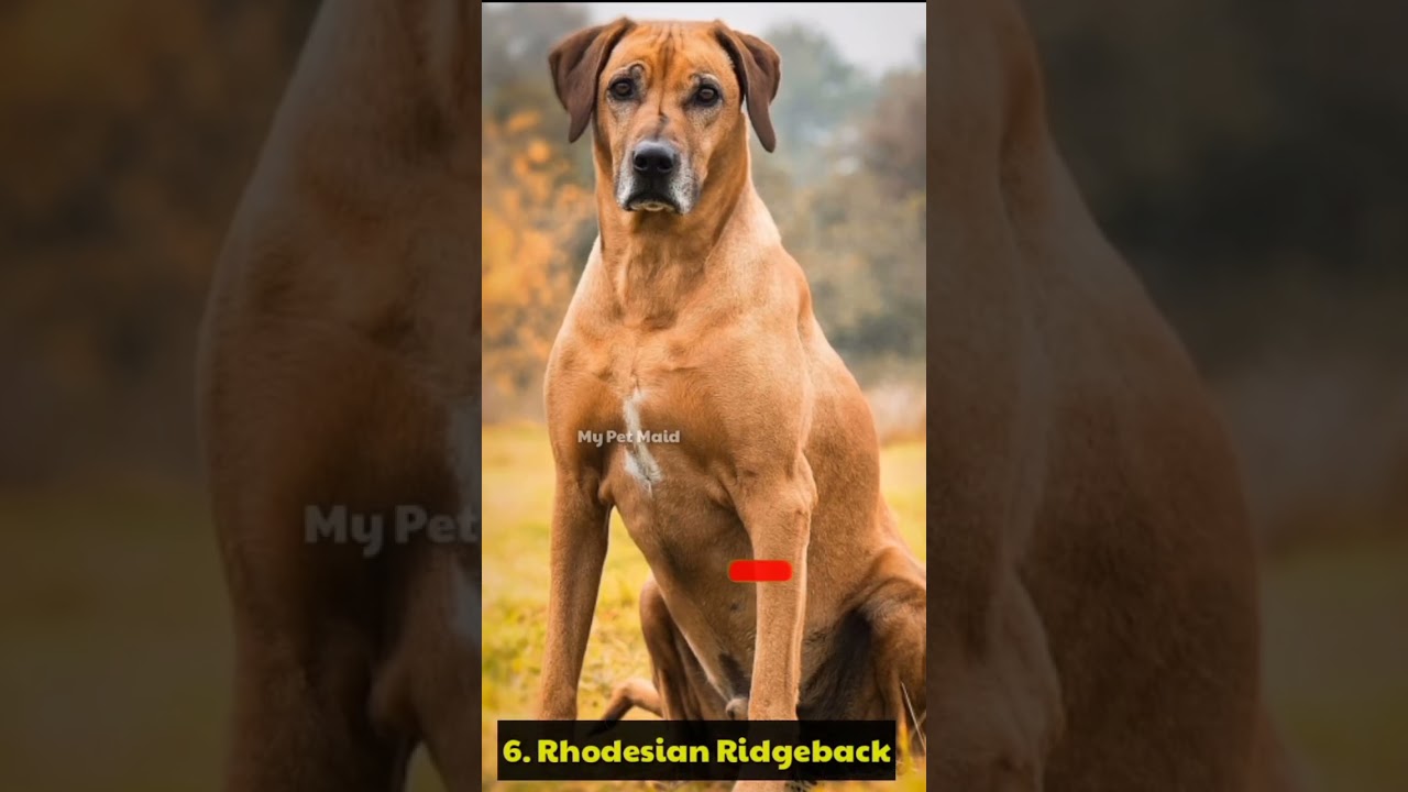 Top 10 Best Dog Breeds For Runners #top10dogs #runnersdog #bestdogbreed #bestdogforkids