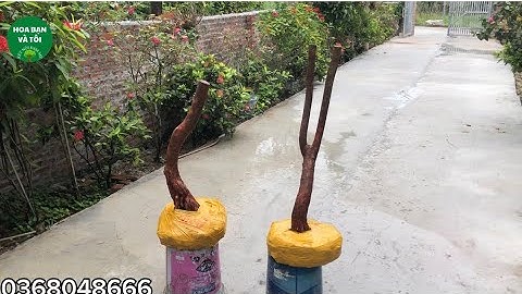 Hoa sim tím mời các bác xem tham khảo