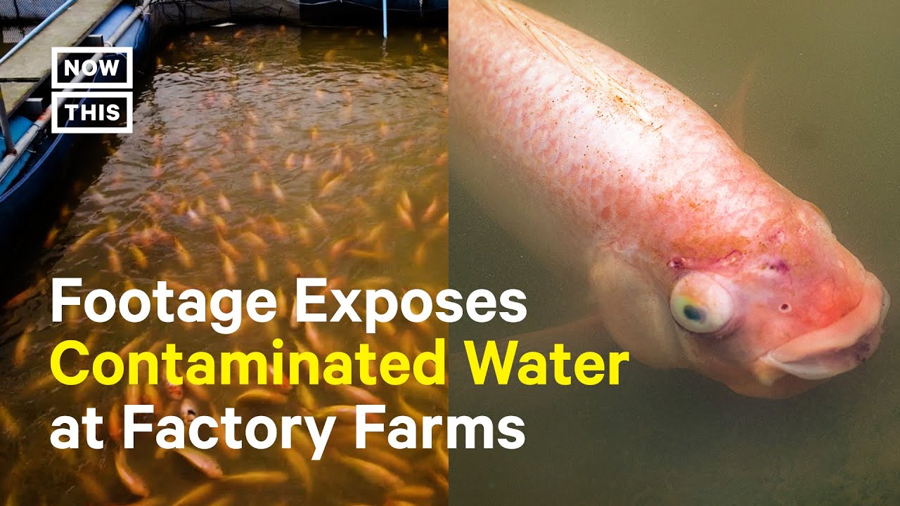 Tilapia Are Suffering at Factory Farms, Investigation Reveals YouTube