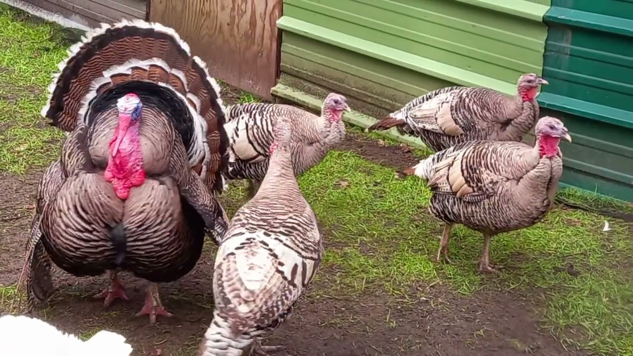 la dinde en pleine séduction de sont mâle 🥰🥰🥰