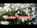 🔴Фримонт-Кадиллак-Шевроле🔴Стараюсь держать себя в руках.