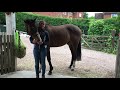 How to perform the Hip Mobilisation exercise with your horse