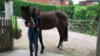 How to perform the Hip Mobilisation exercise with your horse