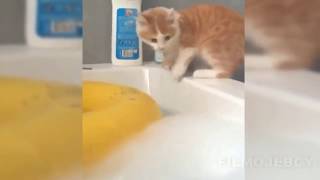 Приколы с кошками и котами Часть 1. Подборка смешных и интересных видео с котиками и кошечками Приколы с кошками и котами Часть 1. Подборка смешных и интересных видео с котиками и кошечками