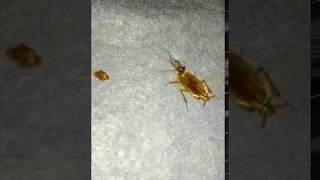 Видео МОТИВАЦИЯ! КАК НУЖНО БОРОТЬСЯ ЗА ЖИЗНЬ!!! ТАРАКАН УЧИТ НЕ СДАВАТЬСЯ! (автор: Telegramist)