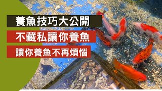 【養魚技巧大公開!!!不藏私分享】 讓你養魚不再煩惱  飼養金魚錦鯉大公開   fish | gold fish | Aquarium