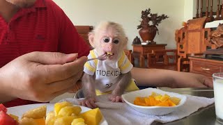 Information Bibi Monkey Eats Tropical Fruit with Dad Update