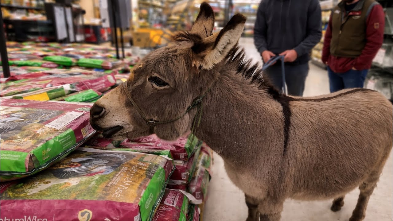 Try Not To Laugh Challenge 😂 | Funniest Cats and Dogs Moments | Funny Animals Video 2026