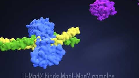 Mitosis: How spindle assembly checkpoint ensures correct chromosome segregation during cell division