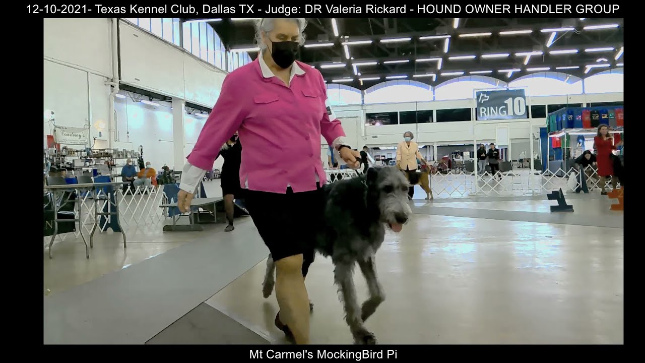 12-10-2021 Texas Kennel Club - OWNER HANDLER HOUND GROUP