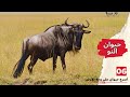حيوان النو أسرع حيوان على وجه الأرض
