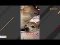 Passing dog's final act of love for family