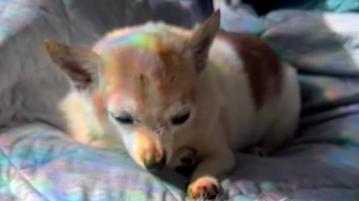 Passing dog's final act of love for family