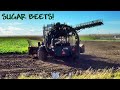 Southern alberta sugar beet harvest