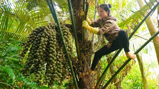 A single mother harvests dac seeds alone in the forest