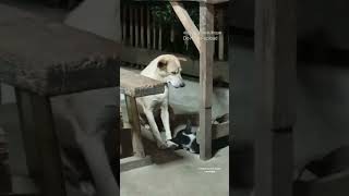 Pinipilit talaga nyang Hindi maka tulog 🤣😂 #cutedogs #sleepydog #fyp  -credits to owner beautique