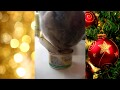 slow motion  cat eats