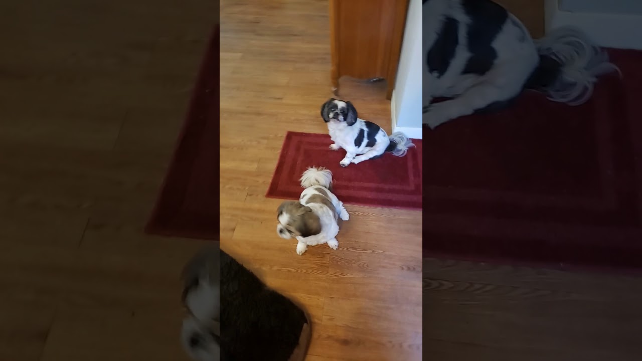 Sweetie wagging her tail - YouTube