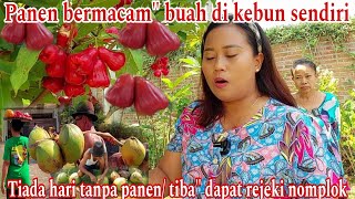 PANEN JAMBU CITRA,KELAPA,PEPAYA CALIFORNIA DI KEBUN SENDIRI ‼️Tiba tiba dapat rejeki nomplok