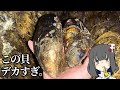 化石みたいな大貝を採って食べりゅ!!