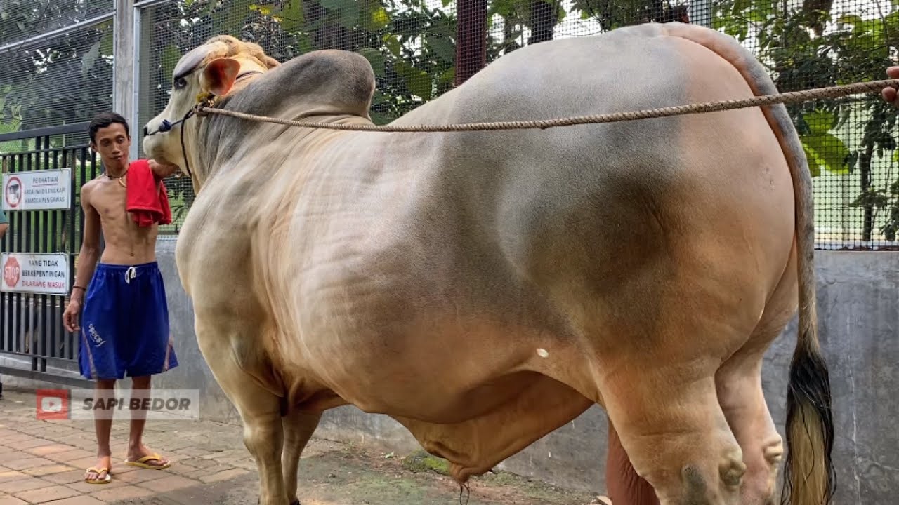 SAPI MONSTER SUMILAND FARM KELUAR KANDANG ️🔥🔥🔥 - YouTube