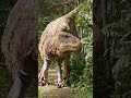 T-Rex Attack | #SHORTS  | Just For Laughs Gags