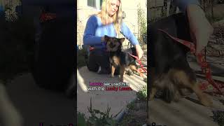 Pirate's owner didn't want him back  full video: www.HopeForPaws.org  #animalrescue