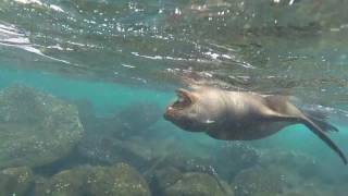 Sea Lions Galapagos 2 by Andrew 1,016 views 7 years ago 1 minute, 30 seconds